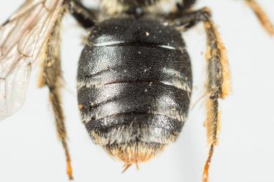  Andrena ventricosa Dours, 1873