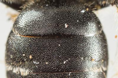  Andrena ventricosa Dours, 1873