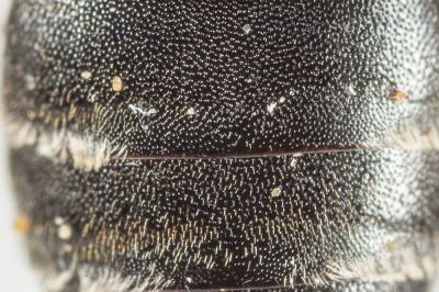  Andrena ventricosa Dours, 1873