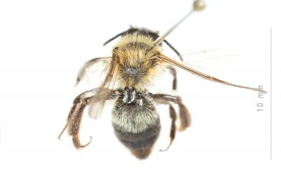  Andrena varians (Kirby, 1802)