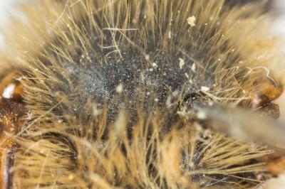  Andrena varians (Kirby, 1802)