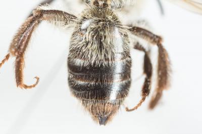  Andrena varians (Kirby, 1802)