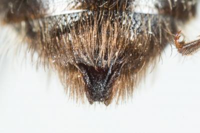  Andrena varians (Kirby, 1802)