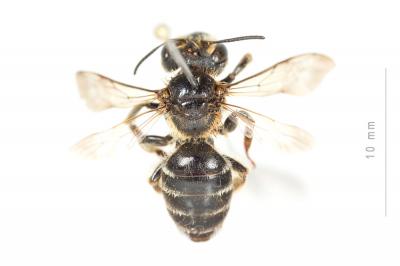  Andrena variabilis Smith, 1853