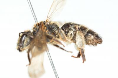  Andrena variabilis Smith, 1853