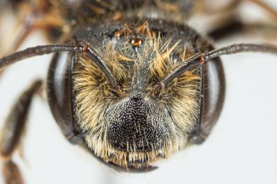  Andrena variabilis Smith, 1853