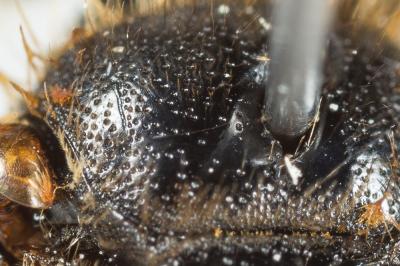  Andrena variabilis Smith, 1853