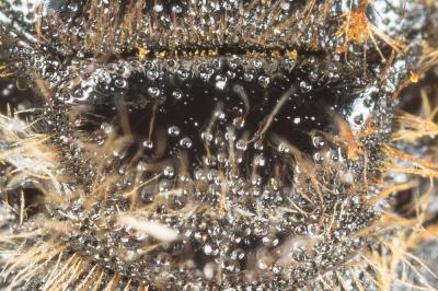  Andrena variabilis Smith, 1853