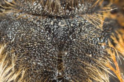  Andrena variabilis Smith, 1853