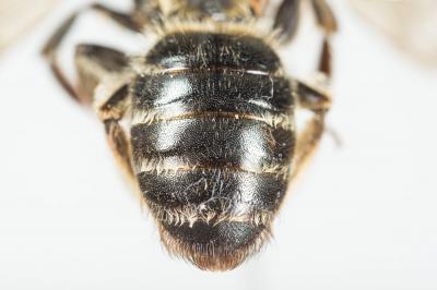  Andrena variabilis Smith, 1853