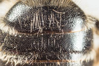  Andrena variabilis Smith, 1853