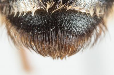  Andrena variabilis Smith, 1853