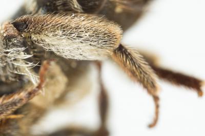  Andrena variabilis Smith, 1853