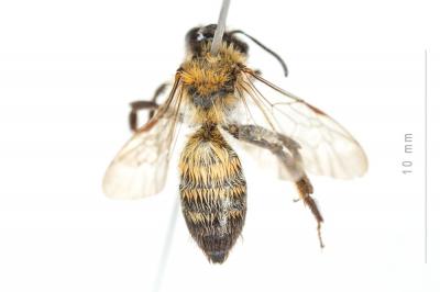  Andrena synadelpha Perkins, 1914