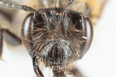  Andrena synadelpha Perkins, 1914