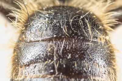  Andrena rhenana Stoeckhert, 1930