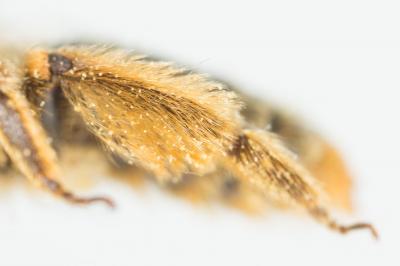  Andrena rhenana Stoeckhert, 1930