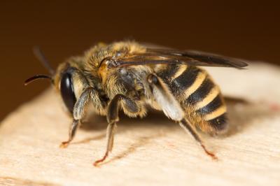 Andrena variabilis Smith, 1853