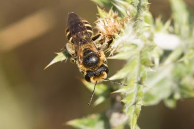  Andrena variabilis Smith, 1853