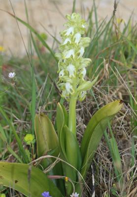 Orchis géant, Orchis à longues bractées, Barlie Himantoglossum robertianum (Loisel.) P.Delforge, 1999