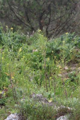 Fausse Giroflée Coincya monensis subsp. cheiranthos (Vill.) Aedo, Leadlay & Muñoz Garm., 1993