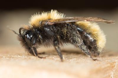  Andrena fulva (Müller, 1766)