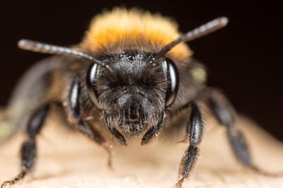 Andrena fulva (Müller, 1766)