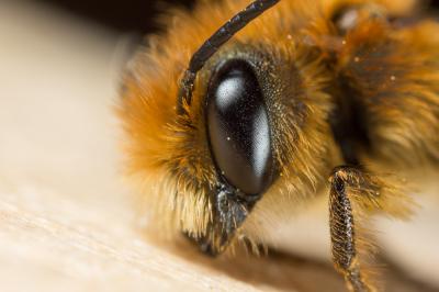  Osmia niveata (Fabricius, 1804)