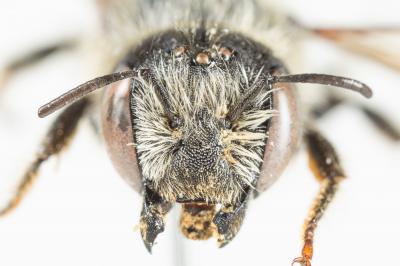  Hoplitis tridentata (Dufour & Perris, 1840)