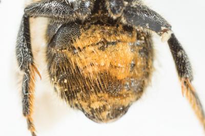  Hoplitis tridentata (Dufour & Perris, 1840)