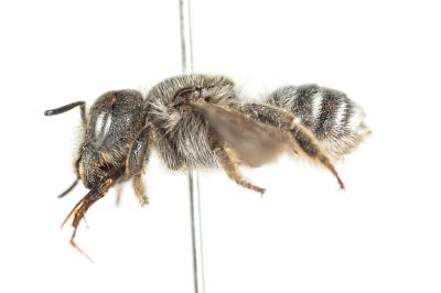  Osmia argyropyga Pérez, 1879