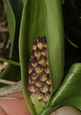 Orchis pourpre, Grivollée Orchis purpurea Huds., 1762