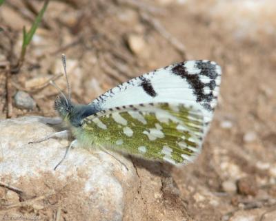 Marbré de Lusitanie (Le) Iberochloe tagis (Hübner, 1804)