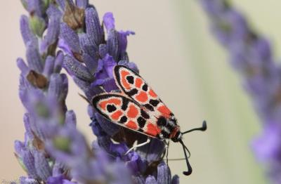 Zygène de la Petite coronille (La) Zygaena fausta (Linnaeus, 1767)