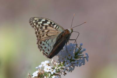 Cardinal (Le), Pandora (Le), Nacré turquoise (Le) Argynnis pandora (Denis & Schiffermüller, 1775)