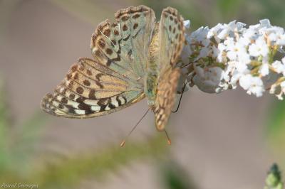 Cardinal (Le), Pandora (Le), Nacré turquoise (Le) Argynnis pandora (Denis & Schiffermüller, 1775)