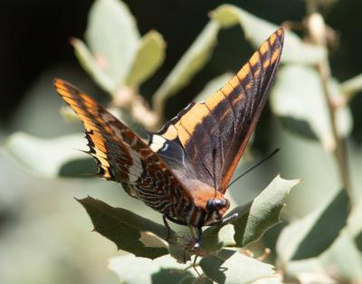 Nymphale de l'Arbousier (La), Jason (Le), Pacha à  Charaxes jasius (Linnaeus, 1767)