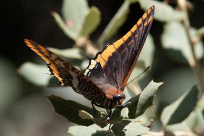 Nymphale de l'Arbousier (La), Jason (Le), Pacha à  Charaxes jasius (Linnaeus, 1767)