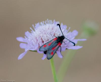 Zygène du Panicaut (La) Zygaena sarpedon (Hübner, 1790)