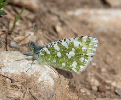 Marbré de Lusitanie (Le) Iberochloe tagis (Hübner, 1804)
