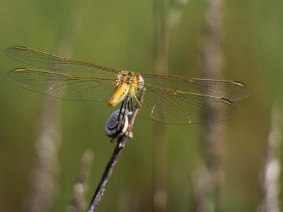 Sympétrum de Fonscolombe (Le) Sympetrum fonscolombii (Selys, 1840)