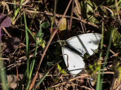 Piéride du Navet (La), Papillon blanc veiné de ver Pieris napi (Linnaeus, 1758)