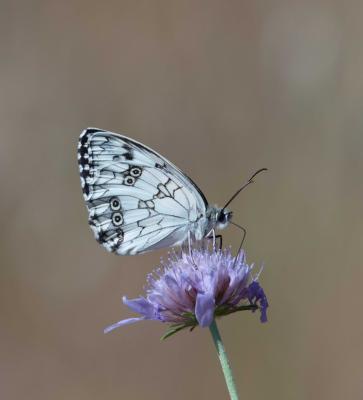 Echiquier ibérique (L'), Échiquier d'Ibérie (L') Melanargia lachesis (Hübner, 1790)