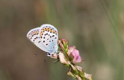 Azuré de l'Ajonc (L'), Argus bleu-violet (L'), Arg Plebejus argus (Linnaeus, 1758)