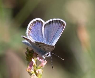 Azuré de l'Ajonc (L'), Argus bleu-violet (L'), Arg Plebejus argus (Linnaeus, 1758)