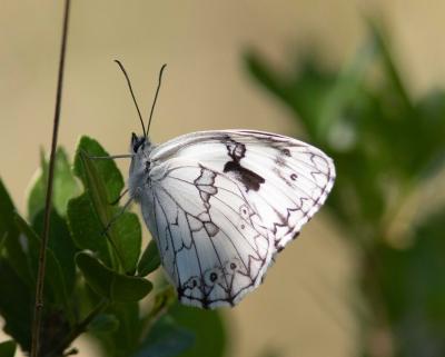 Echiquier ibérique (L'), Échiquier d'Ibérie (L') Melanargia lachesis (Hübner, 1790)