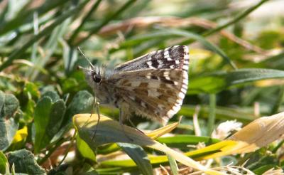 Hespérie de la Malope (L'), Vergeté (Le) Pyrgus onopordi (Rambur, 1839)