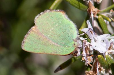 Thécla de l'Arbousier (La) Callophrys avis Chapman, 1909