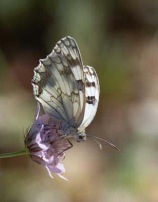 Echiquier ibérique (L'), Échiquier d'Ibérie (L') Melanargia lachesis (Hübner, 1790)