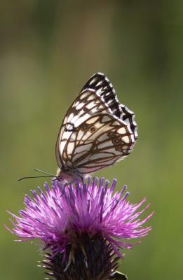 Échiquier d'Occitanie (L'), Demi-Deuil occitan (Le Melanargia occitanica (Esper, 1793)